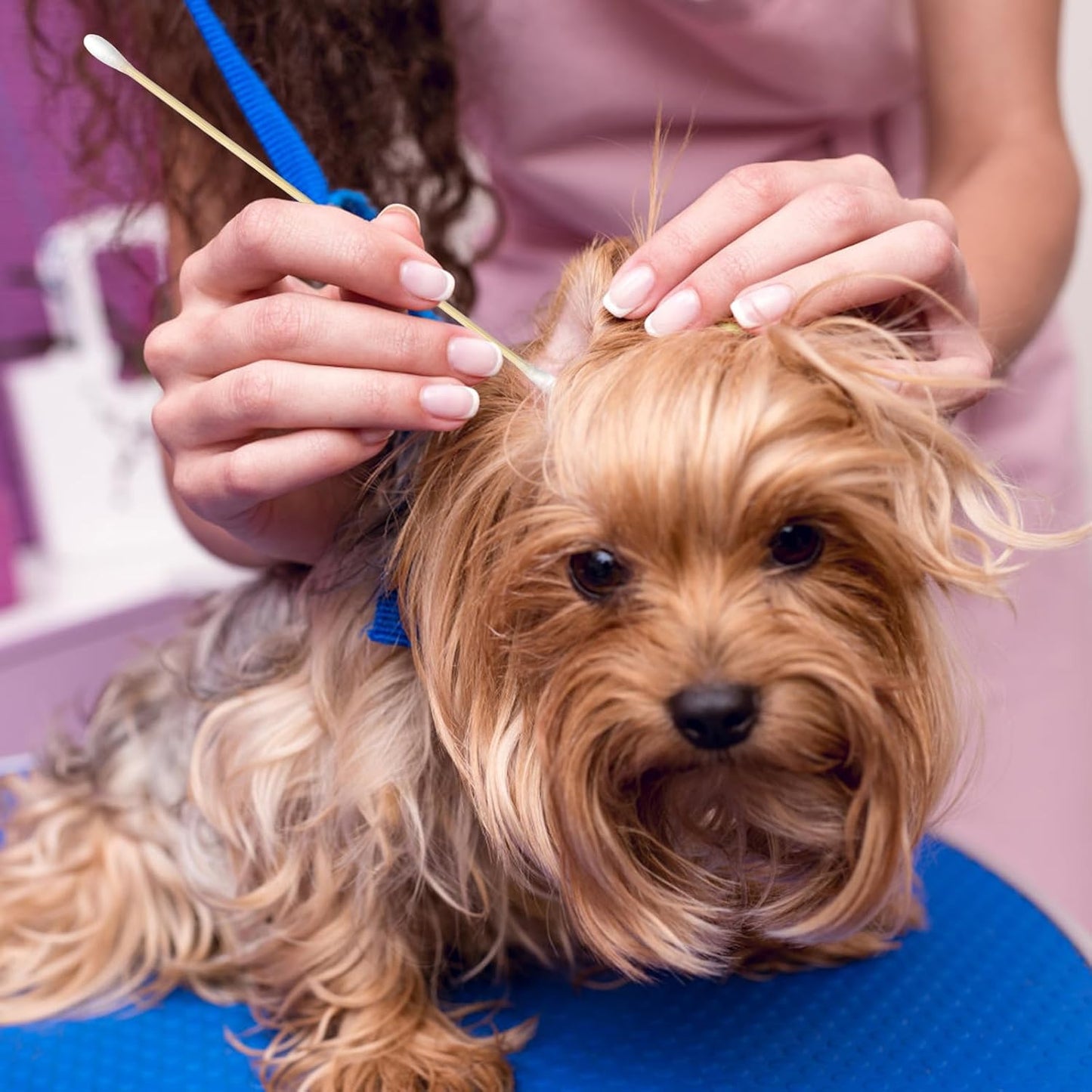 Eyxformula 200 Pcs 6 Inch Long Cotton Swabs with Double Round Tips, Sturdy Bamboo Sticks, Soft & Absorbent Cotton Tipped Applicators for Cleaning Dog Ear, Gun and Hard-to-reach Areas, Makeup, Crafting