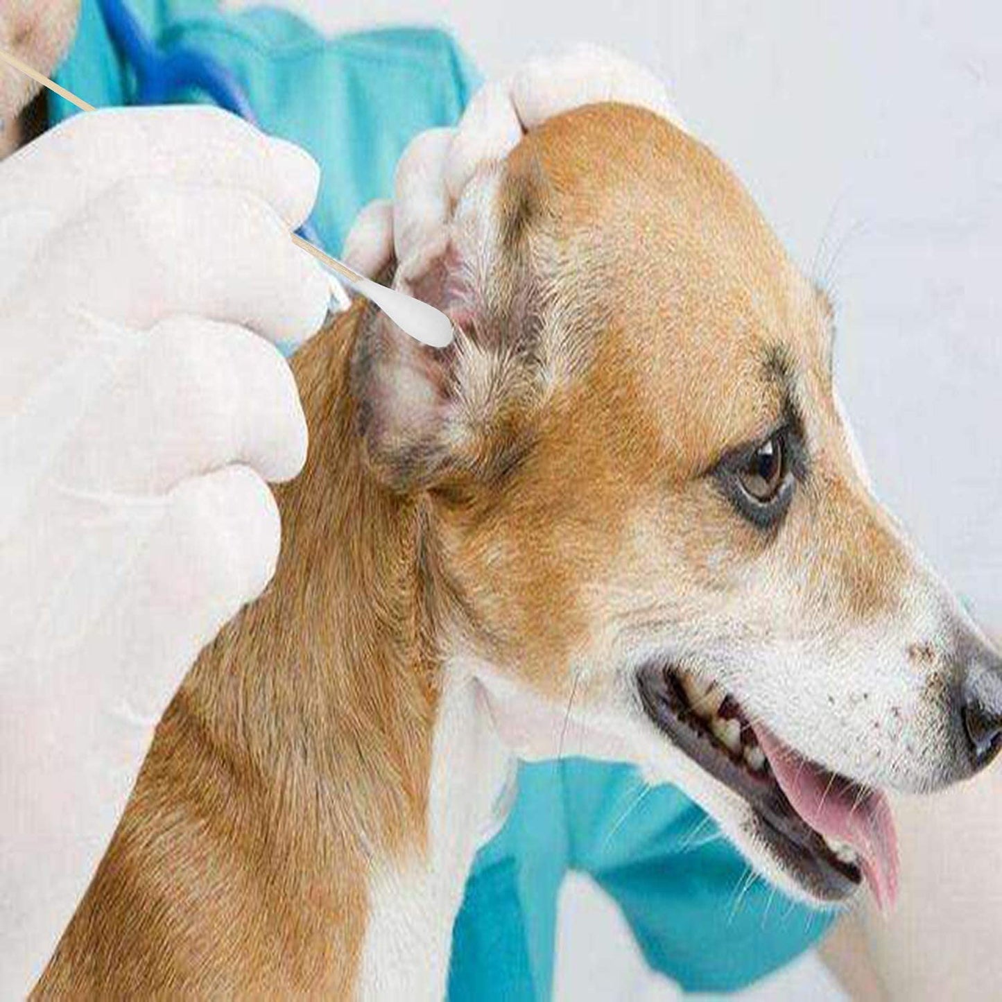 6 Inch Long Cotton Swabs (Large Size) 600pcs for Pets, Gun Cleaning or Makeup