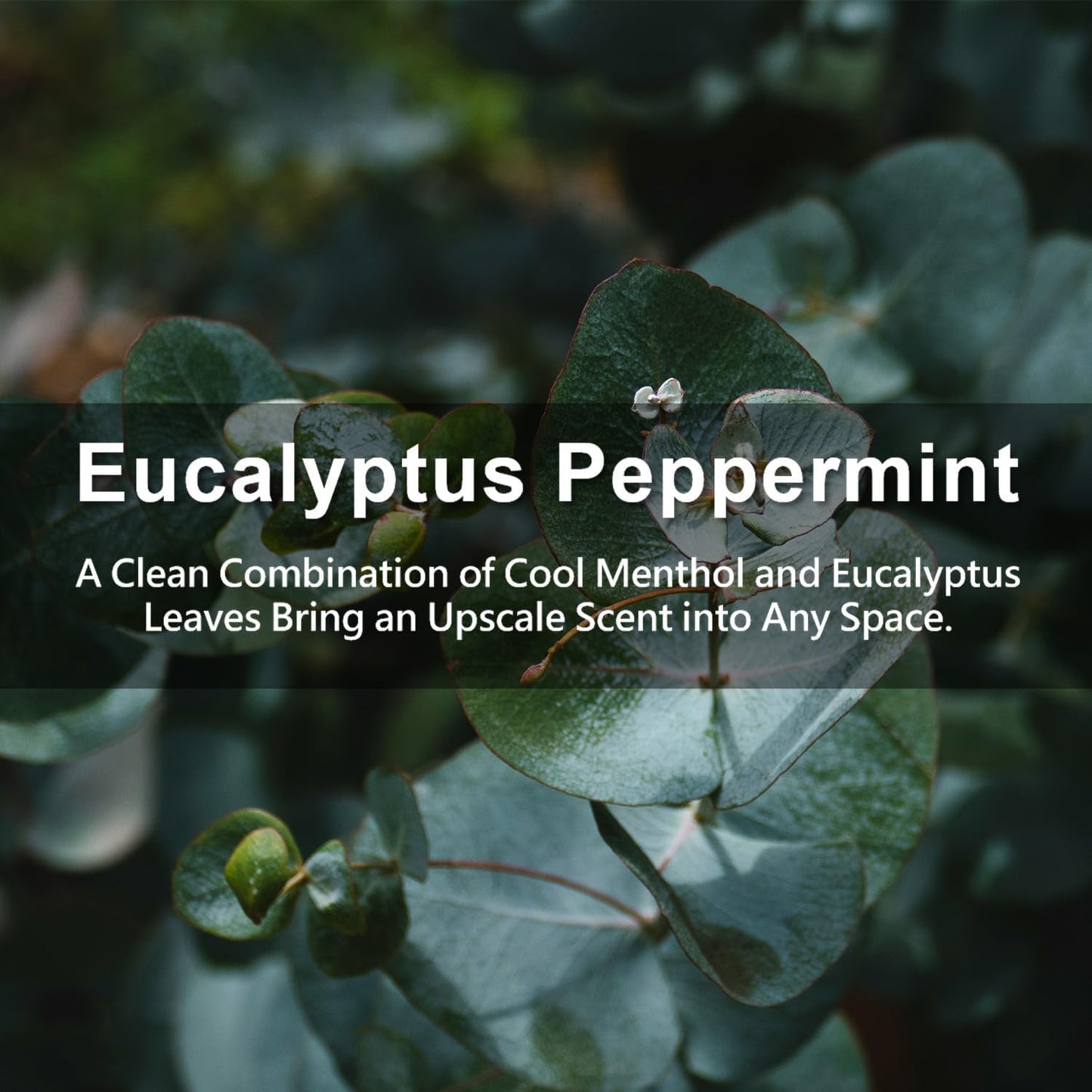 Large 12 Packs Eucalyptus Peppermint Hanging Closet Air Freshener Scented Sachets Long Lasting Smell Goods